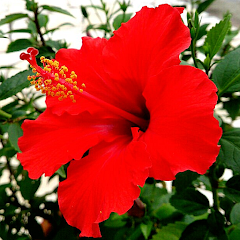 gp hanahana 1 - 実績・ポートフォリオ