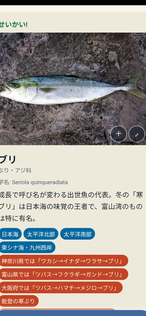 wr shot sakana 2 - さかなクイズ - 800種以上の日本の魚図鑑